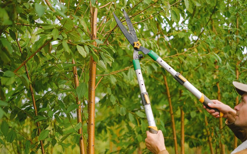 Tree trimming in Plumtree, NC