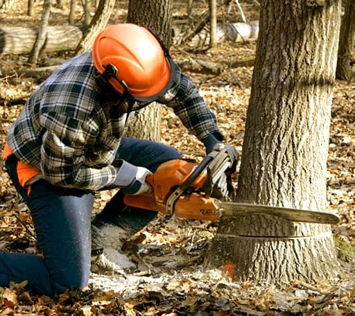 Tree Removal in Plumtree, NC